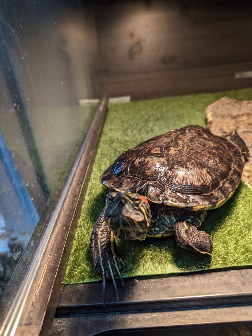 henry happy with pet pawlooza burlington