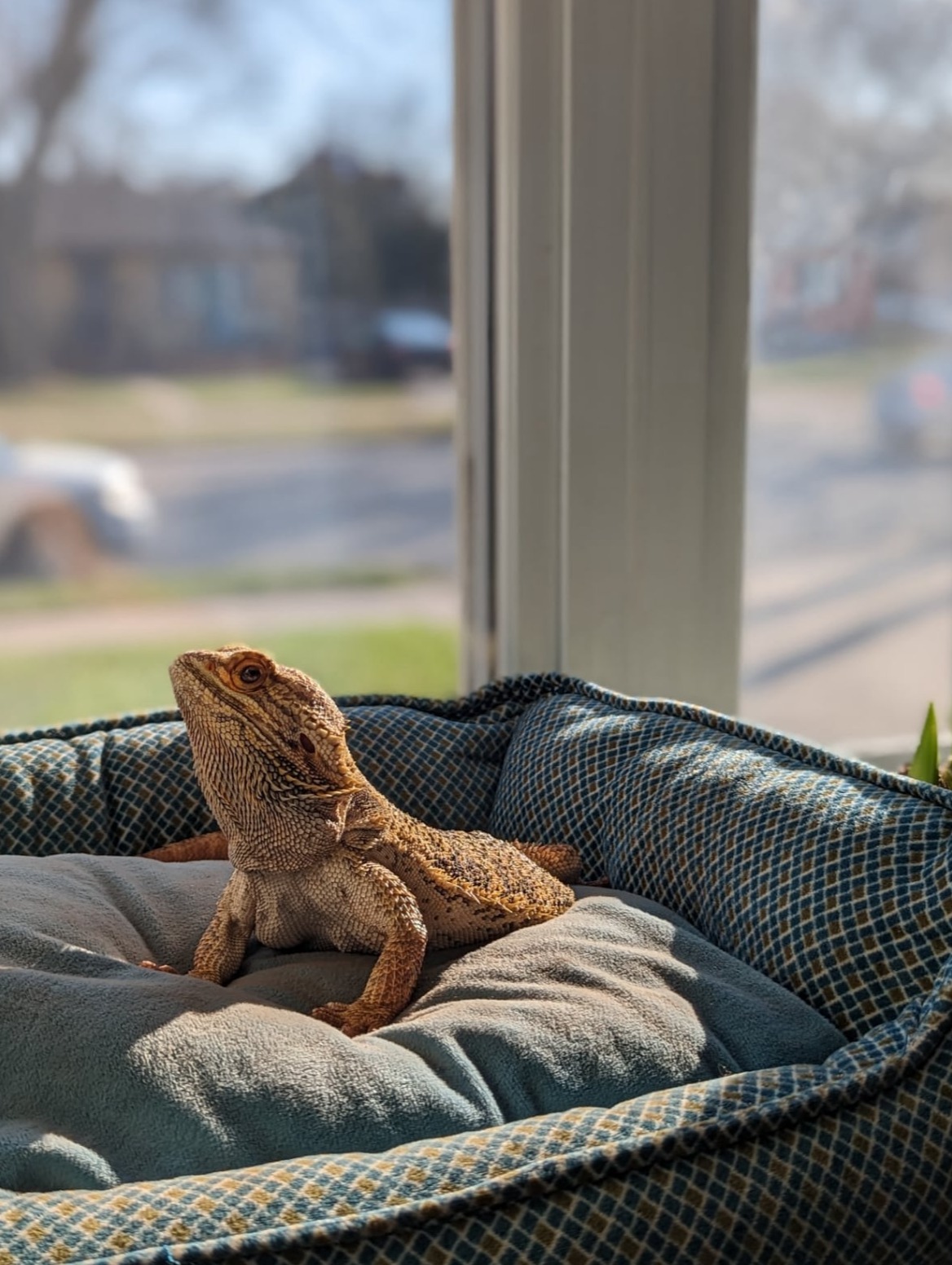 jaba sunbathing with pet pawlooza burlington