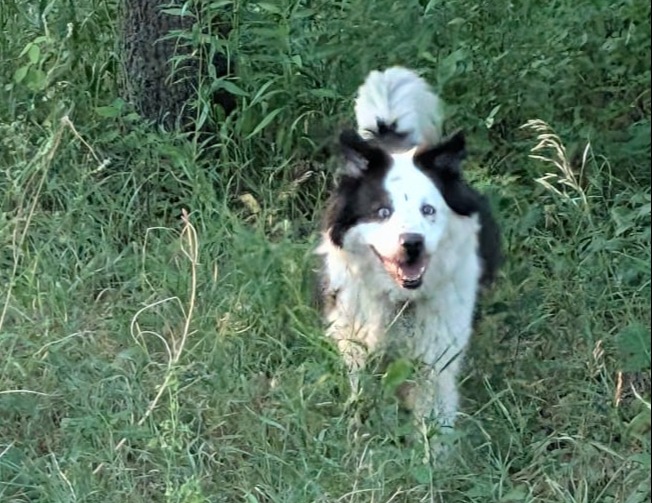 lexi having fun with pet pawlooza burlington