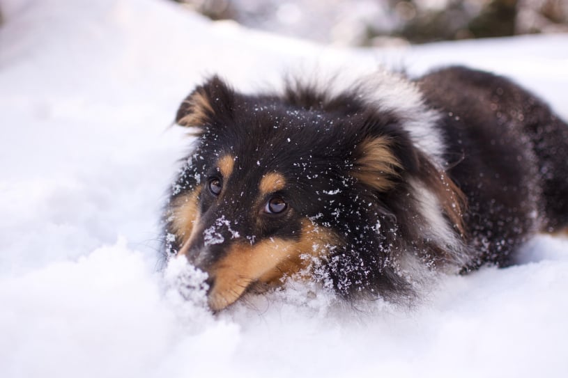 george enjoying the snow with pet pawlooza burlington