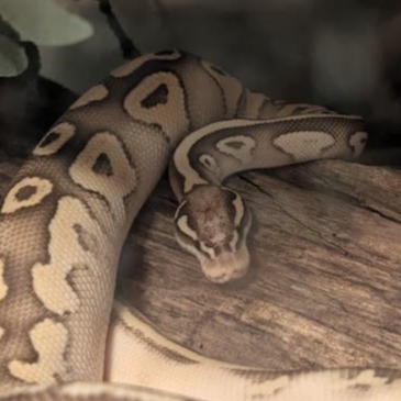 penelope relaxing with pet pawlooza burlington